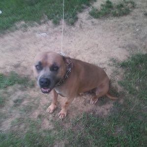 Meet your Posher, Joey